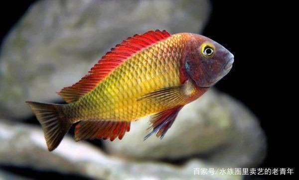 魚缸裝飾如何影響水質穩定：魚缸裝飾如何影響水質的穩定性