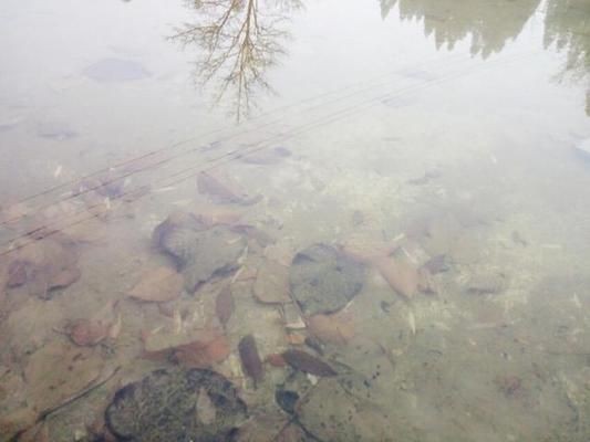 魚缸里的魚為什么老是死是不是當(dāng)災(zāi)？：如何正確調(diào)節(jié)魚缸水質(zhì)，魚缸內(nèi)食物殘留處理方法