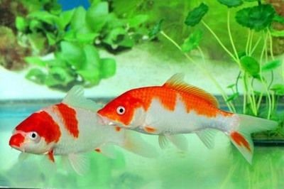 魚缸里的魚為什么老是死是不是當(dāng)災(zāi)？：如何正確調(diào)節(jié)魚缸水質(zhì)，魚缸內(nèi)食物殘留處理方法