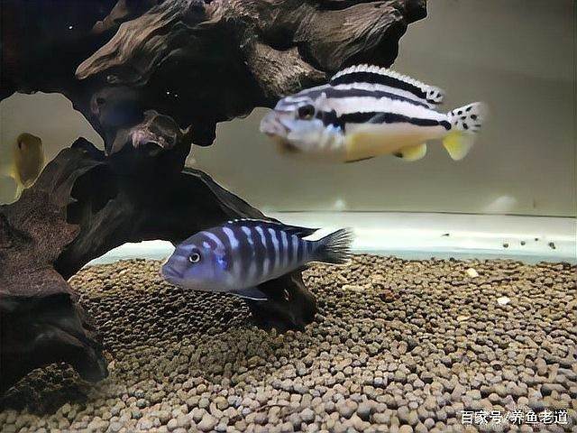 銀龍魚鸚鵡魚和什么魚混養(yǎng)好看圖片 銀龍魚鸚鵡魚和什么魚混養(yǎng)好看圖片 龍魚百科 第31張