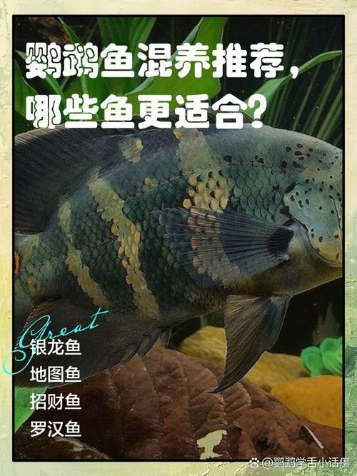 銀龍魚鸚鵡魚和什么魚混養(yǎng)好看圖片 銀龍魚鸚鵡魚和什么魚混養(yǎng)好看圖片 龍魚百科 第35張