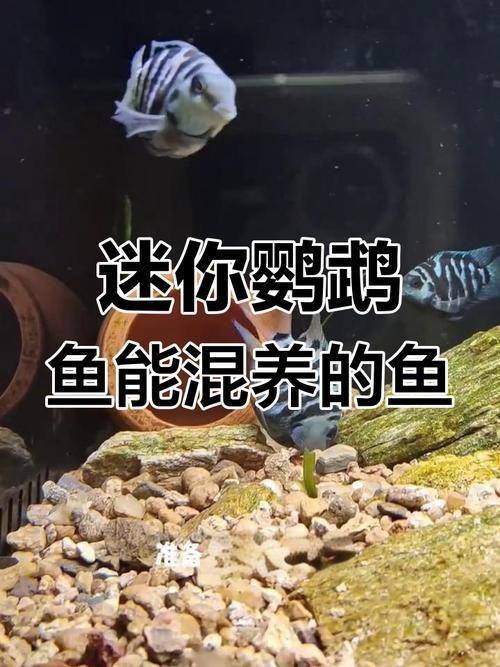 銀龍魚鸚鵡魚和什么魚混養(yǎng)好看圖片 銀龍魚鸚鵡魚和什么魚混養(yǎng)好看圖片 龍魚百科 第33張