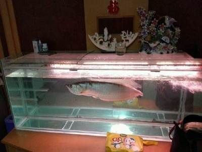 北京龍魚市場營業時間表（北京龍魚市場周末營業時間查詢）