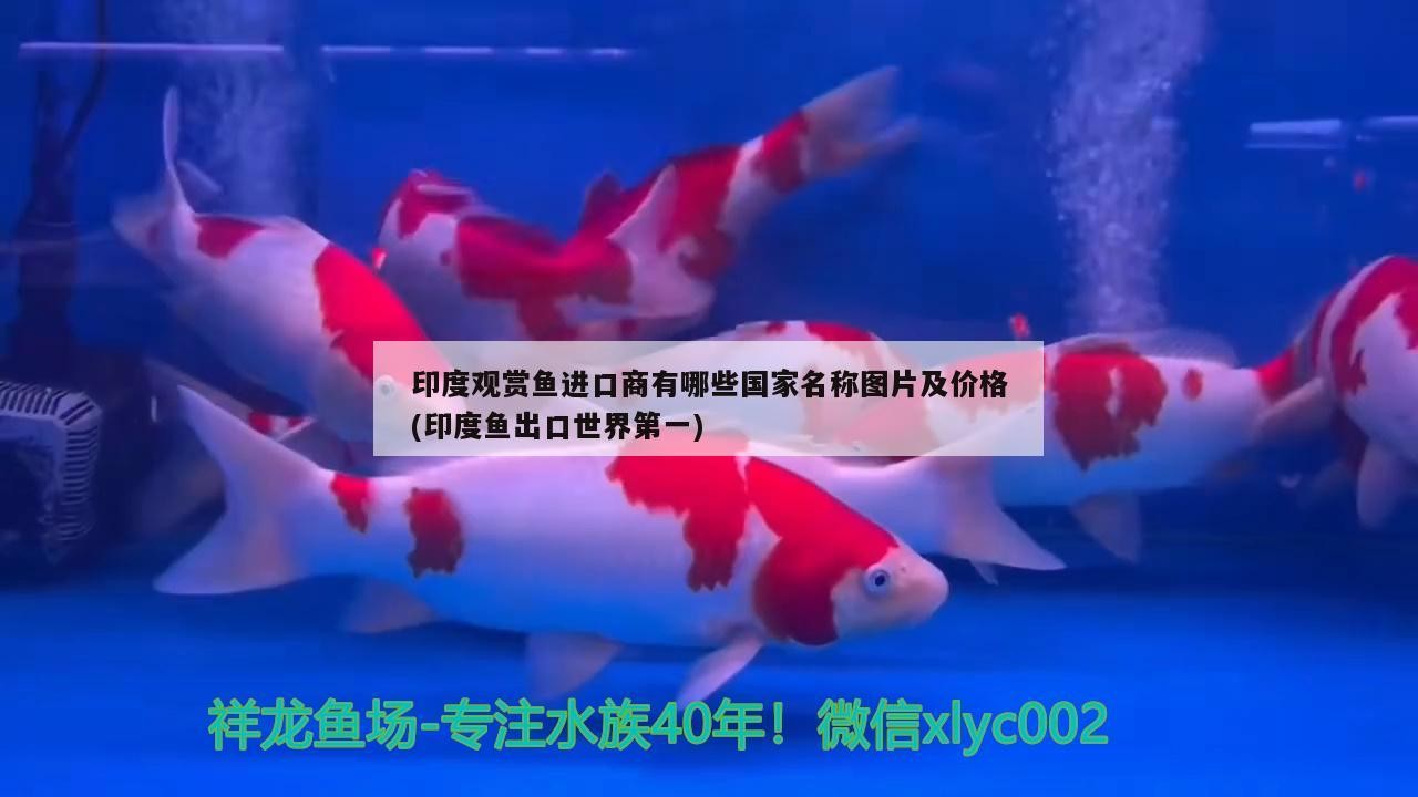 北京神龍飛觀賞魚店