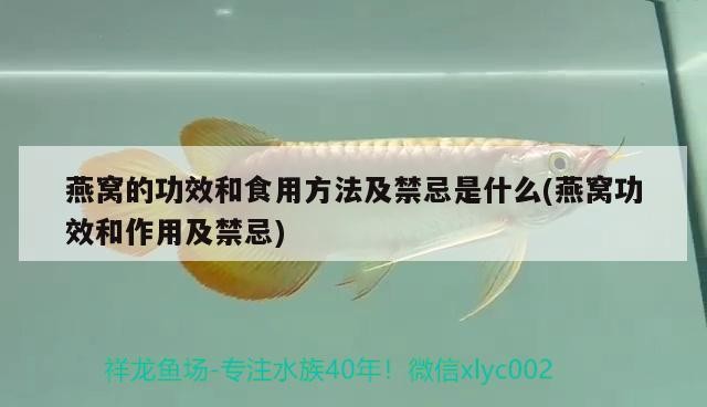 北京神龍飛觀賞魚店