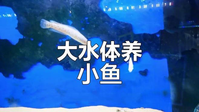 1米缸養雷龍魚