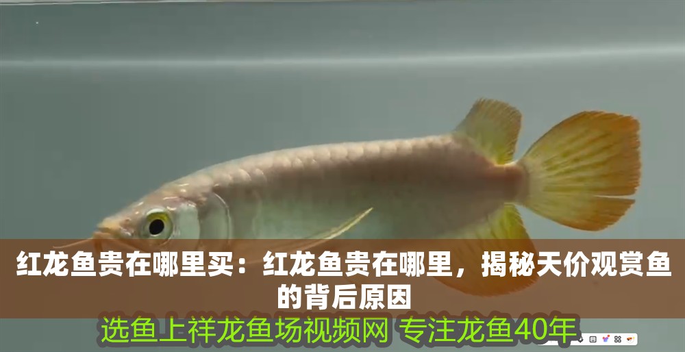 紅龍魚貴在哪里買：紅龍魚貴在哪里，揭秘天價觀賞魚的背后原因