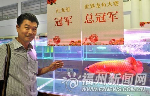 龍魚界總冠軍：2023年長城杯世界龍魚錦標賽冠軍龍魚比賽評判標準詳解 龍魚界總冠軍：2023年長城杯世界龍魚錦標賽冠軍龍魚比賽評判標準詳解 龍魚百科 第3張