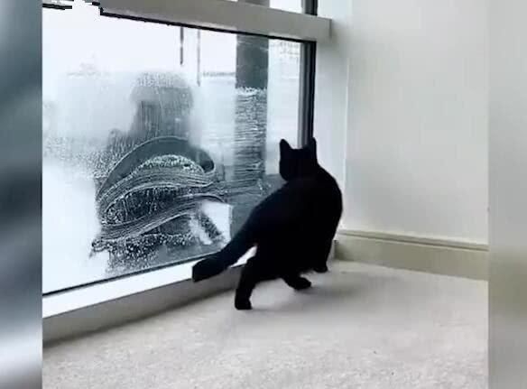擦魚缸龍魚害怕怎么辦：擦魚缸龍魚害怕怎么辦，