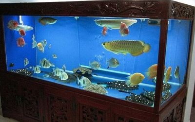 魚缸名牌排名：2024年魚缸品牌品牌排名 魚缸名牌排名：2024年魚缸品牌品牌排名 魚缸百科 第3張
