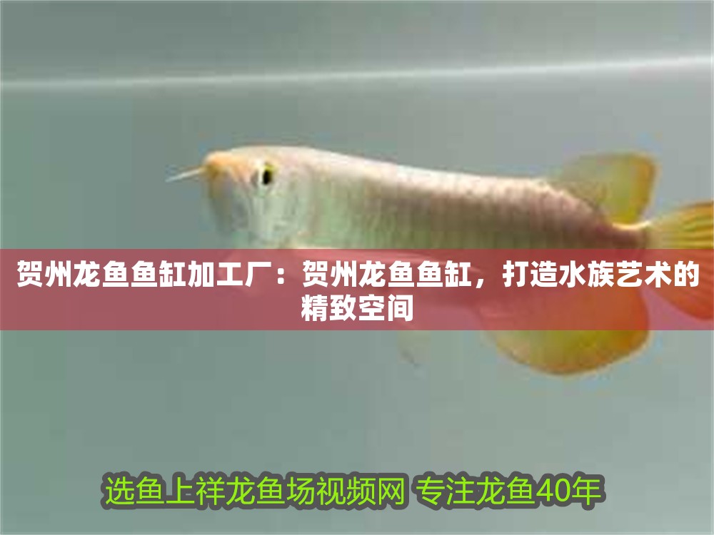 賀州龍魚魚缸加工廠：賀州龍魚魚缸，打造水族藝術(shù)的精致空間