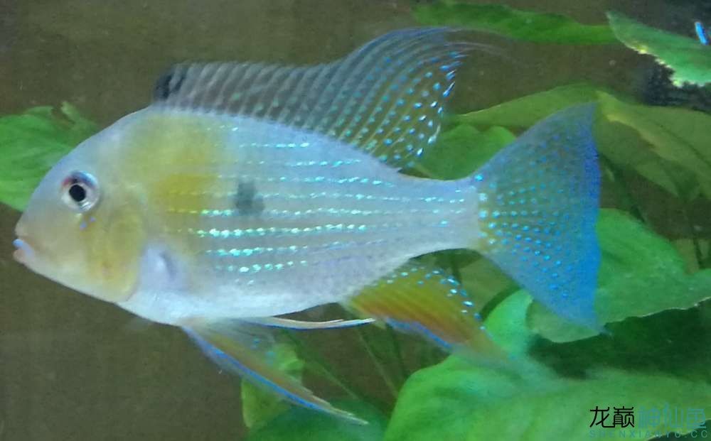 賀州龍魚魚缸加工廠：賀州龍魚魚缸，打造水族藝術(shù)的精致空間