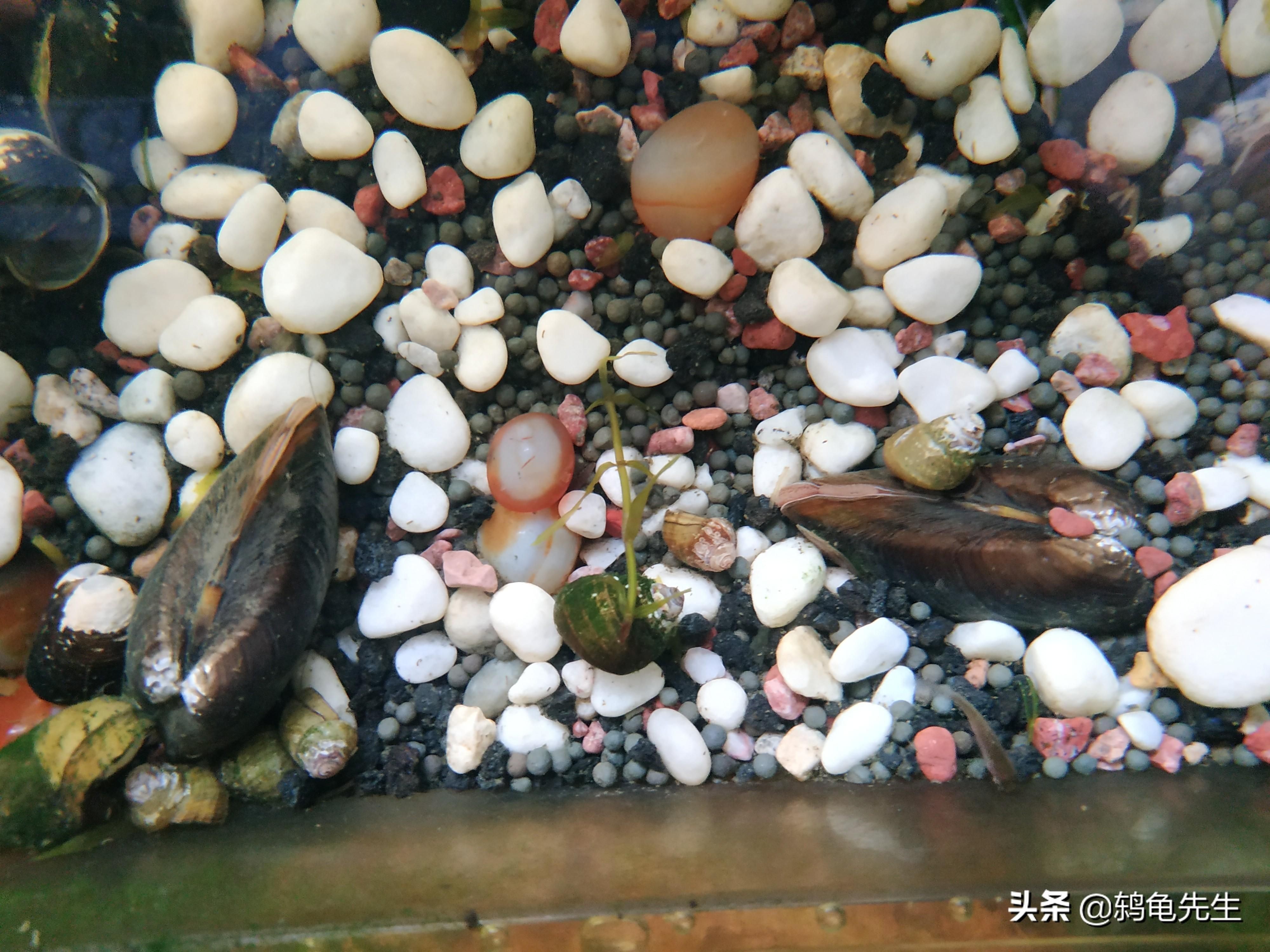 河蚌的生態價值:河蚌在自然界中是一種有效的水質過濾器的養殖技術 魚缸百科 第3張 河蚌的生態價值:河蚌在自然界中是一種有效的水質過濾器的養殖技術 河蚌的生態價值:河蚌在自然界中是一種有效的水質過濾器的養殖技術 魚缸百科 第3張