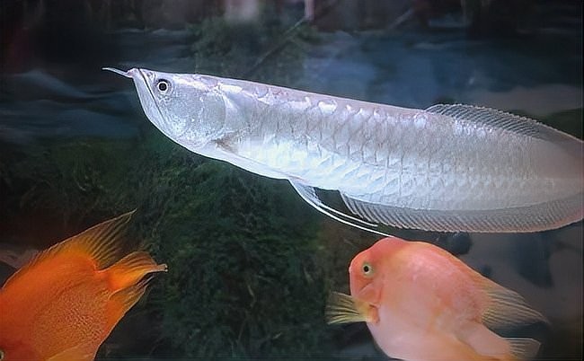 銀龍魚是哪個國家的魚種 銀龍魚是哪個國家的魚種 龍魚百科 第4張