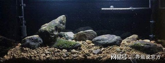 底砂魚缸適合養哪些觀賞魚：底砂魚缸適合養什么樣的觀賞魚 底砂魚缸適合養哪些觀賞魚：底砂魚缸適合養什么樣的觀賞魚 魚缸百科 第1張