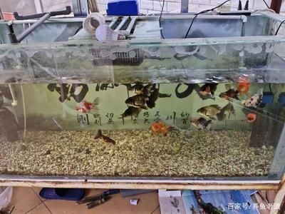 底砂魚缸適合養哪些觀賞魚：底砂魚缸適合養什么樣的觀賞魚 底砂魚缸適合養哪些觀賞魚：底砂魚缸適合養什么樣的觀賞魚 魚缸百科 第4張