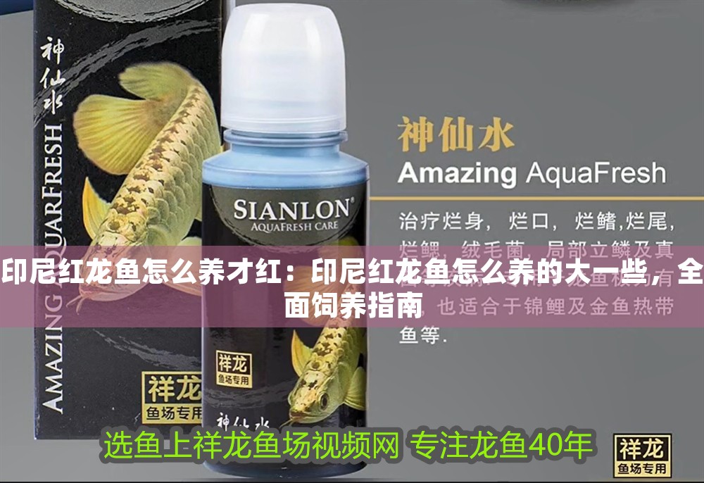 印尼紅龍魚怎么養才紅：印尼紅龍魚怎么養的大一些，全面飼養指南