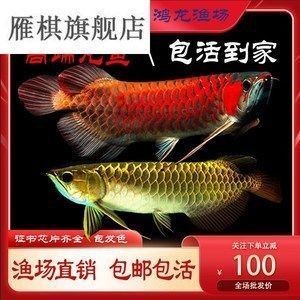 龍魚在水面上游：龍魚在水面上頻繁游動可能由多種因素引起龍魚上下游 龍魚在水面上游：龍魚在水面上頻繁游動可能由多種因素引起龍魚上下游 龍魚百科 第2張