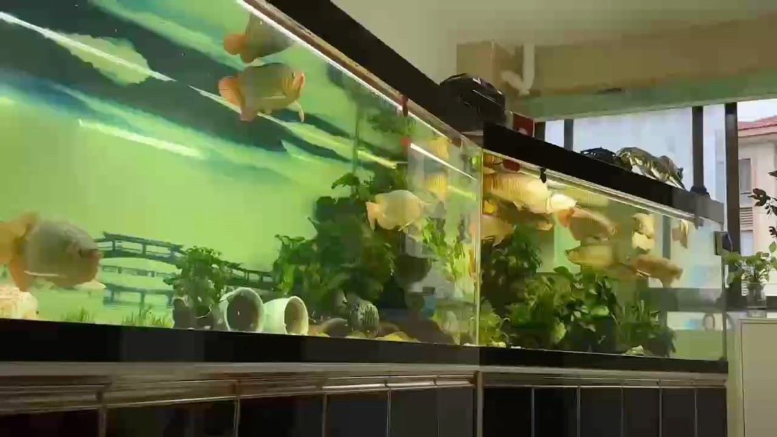 懶人養魚