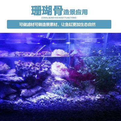 海洋生態(tài)揭秘海沙造景魚缸飼養(yǎng)要求和習(xí)性要求和習(xí)性：水族造景的技巧