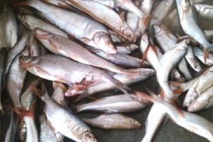 龍魚翹嘴什么情況下會死掉：導致龍魚翹嘴的原因有哪些