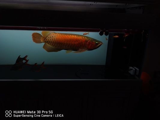 印尼辣椒紅龍魚價格表大全（印尼辣椒紅龍魚價格表大全圖片）
