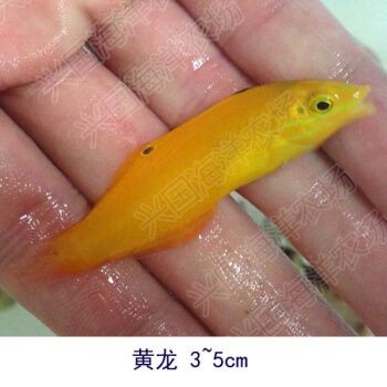 興國海(Singoseafarm)魚缸,興國海(singoseafarm)海水魚缸套裝價格對比 魚缸百科 第5張 興國海(Singoseafarm)魚缸,興國海(singoseafarm)海水魚缸套裝價格對比 興國海(Singoseafarm)魚缸,興國海(singoseafarm)海水魚缸套裝價格對比 魚缸百科 第5張