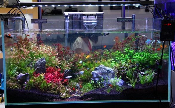 底過濾魚缸造景可以通過設立前置過濾系統來減少水中的有害物質：如何打造生態魚缸