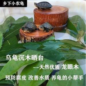 龍眼木放魚缸的功效和作用：龍眼木在魚缸中的作用和功效 龍眼木放魚缸的功效和作用：龍眼木在魚缸中的作用和功效 魚缸百科 第5張