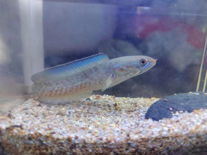 黑魔神雷龍魚苗眼鏡怎么不是紅的