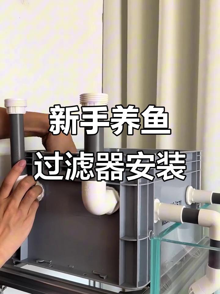 如何為高背金龍魚設置過濾系統？