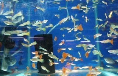 觀賞魚適合初學者養護魚缸中養護技巧是養護魚的關鍵：幾種適合在觀賞魚缸中養的觀賞魚種