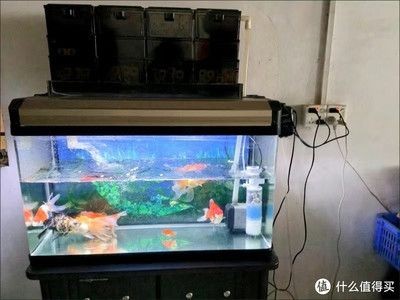 過濾好的魚缸能養(yǎng)魚嗎視頻（養(yǎng)魚技巧大揭秘）