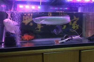 龍魚不吃食撞缸怎么回事【龍魚不吃食撞缸怎么回事龍魚不吃食撞缸怎么辦】