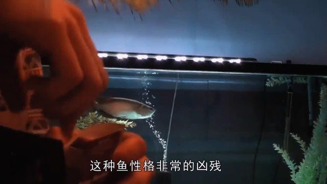 新手飼養星點龍需要注意什么？