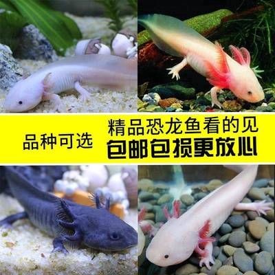 六角恐龍魚剛到家放魚缸需要怎么做：六角恐龍魚剛到家需要適應(yīng)新環(huán)境條件、適宜水溫控制技巧 六角恐龍魚剛到家放魚缸需要怎么做：六角恐龍魚剛到家需要適應(yīng)新環(huán)境條件、適宜水溫控制技巧 魚缸百科 第3張