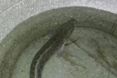 黑魚魚缸養的大小、水質、食物供應以及養護條件有關系：黑魚的養殖技術