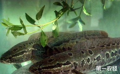 黑魚魚缸養的大小、水質、食物供應以及養護條件有關系：黑魚的養殖技術
