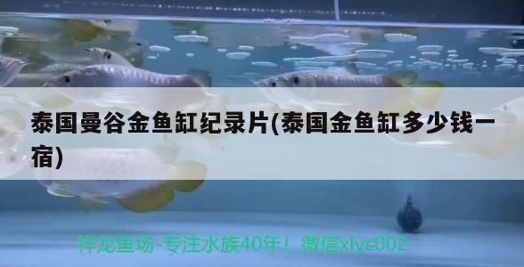 泰國金魚缸多少錢一宿：泰國金魚缸價格