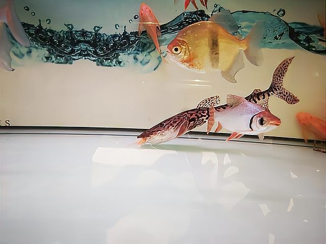 飼料魚和龍魚混養會怎么樣