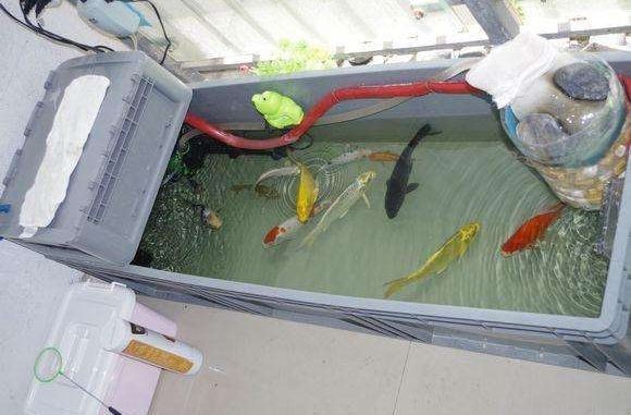 紅鯉魚魚缸很容易臟嗎怎么辦（紅鯉魚的水質管理的全面指南）