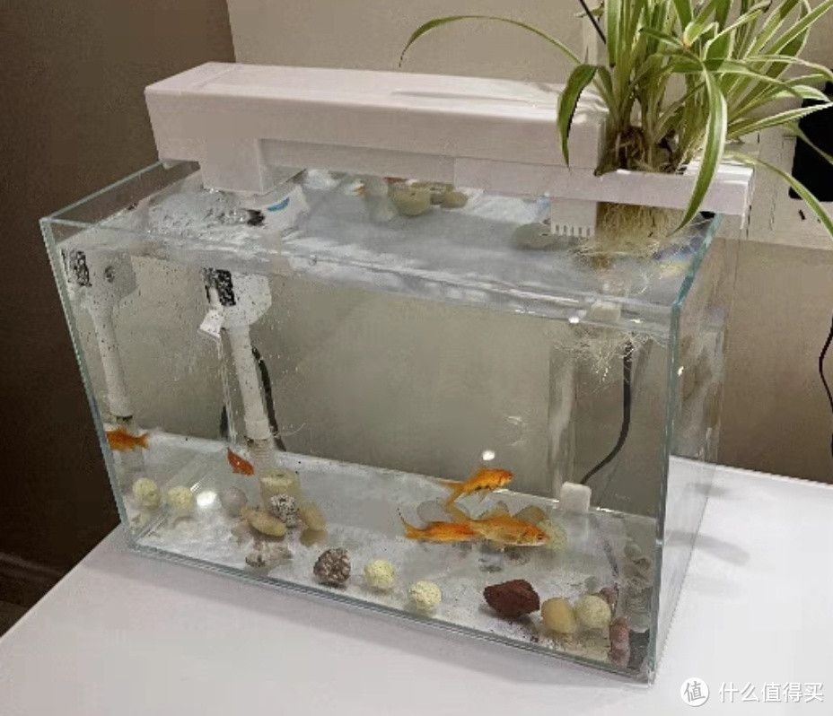 紅鯉魚魚缸很容易臟嗎怎么辦（紅鯉魚的水質管理的全面指南）