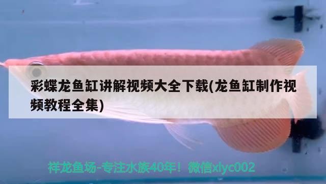 金龍魚的混養方法視頻：金龍魚混養怎么喂食
