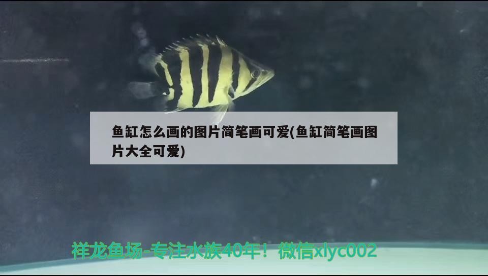 金龍魚的混養方法視頻：金龍魚混養怎么喂食