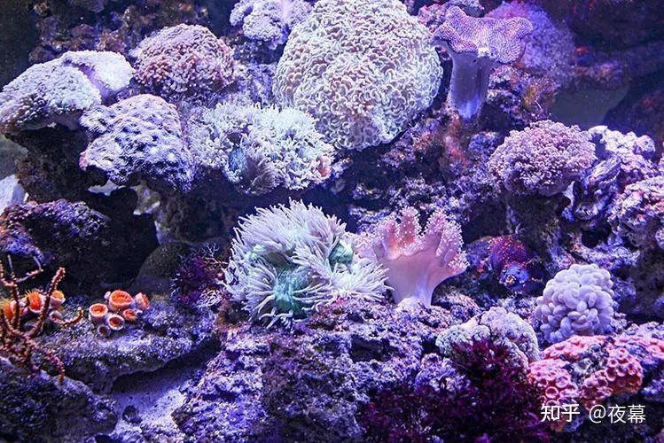 如何打造晶瑩剔透的海缸生態系統打造晶瑩剔透的海缸生態系統：如何打造一個晶瑩剔透的海缸 如何打造晶瑩剔透的海缸生態系統打造晶瑩剔透的海缸生態系統：如何打造一個晶瑩剔透的海缸 魚缸百科 第4張