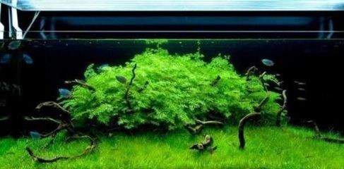 觀賞魚缸清潔周期：魚缸清潔劑使用指南,魚缸消毒安全注意事項