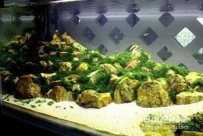 金龍魚缸能造景嗎，金龍魚缸可以造景嗎？