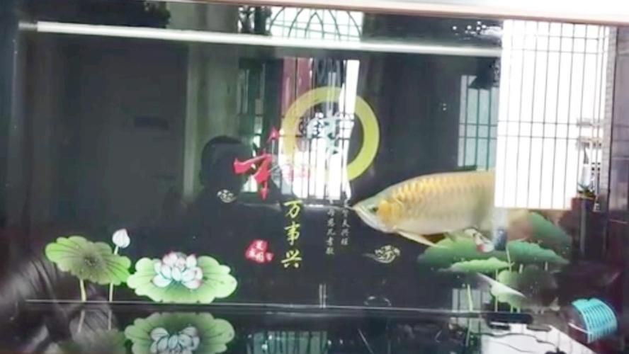 金龍魚缸能造景嗎，金龍魚缸可以造景嗎？