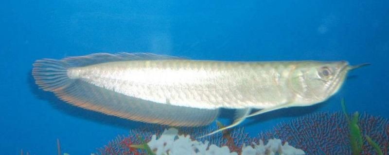 銀龍魚消化不良的信號：銀龍魚消化不良時，可能會出現以下信號