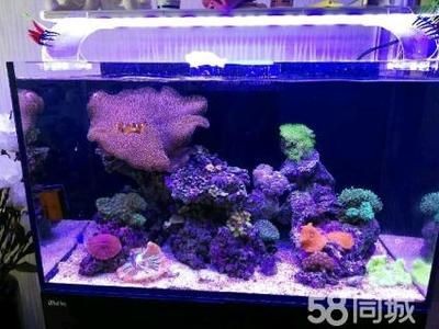 雞胸肉喂魚(yú)的常見(jiàn)問(wèn)題清單，雞胸肉喂魚(yú)多久一次合適，